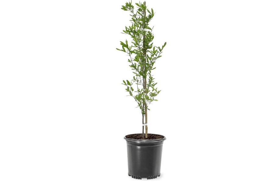 Shumard Oak Tree, 1 Gallon Live Nursery Pot, Seasonal Foilage Colors| Arbor Day Foundation (Due to Agricultural