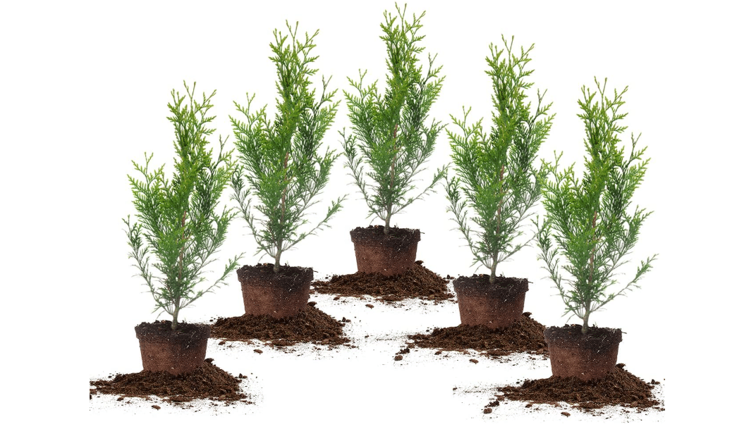 Perfect Plants Thuja Green Giant Arborvitae, 1 Gal (5-Pack), Privacy Trees | Grows 3-5 feet per year, fast growing evergreen screen for hedges and natural