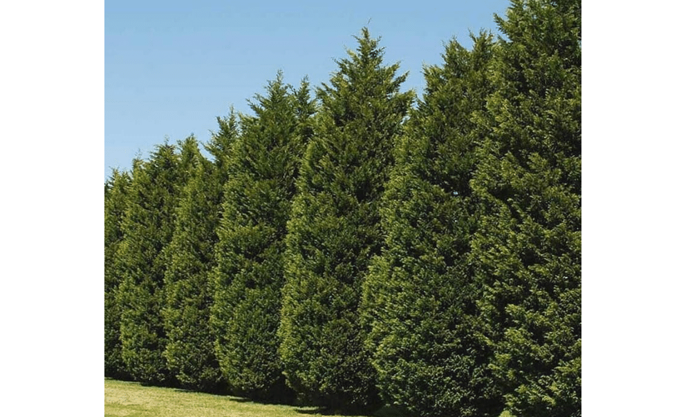 20 Leyland Cypress Trees - 6-12'' Tall Live Plants | Fast-Growing Privacy Screen Shrubs - Evergreen Hedges - Cupressus x leylandii
