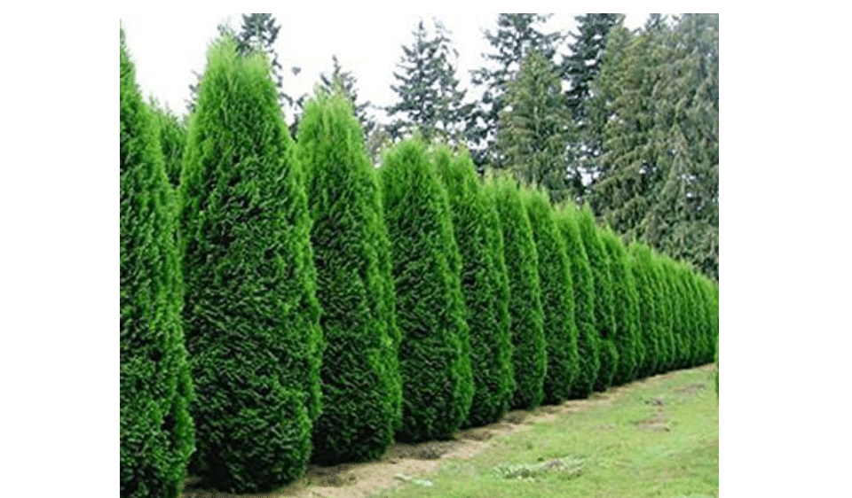 Emerald Green Arborvitae