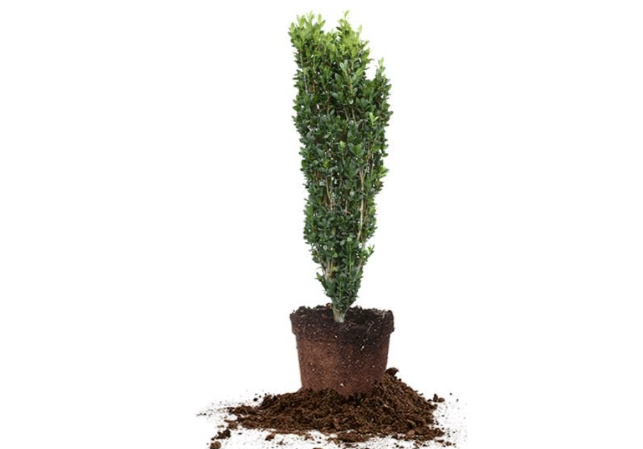Perfect Plants Sky Pencil Holly Live Plant, 2-3', Includes Care Guide | Narrow columnar evergreen holds deep green color year-round, zones 5-9, cold.