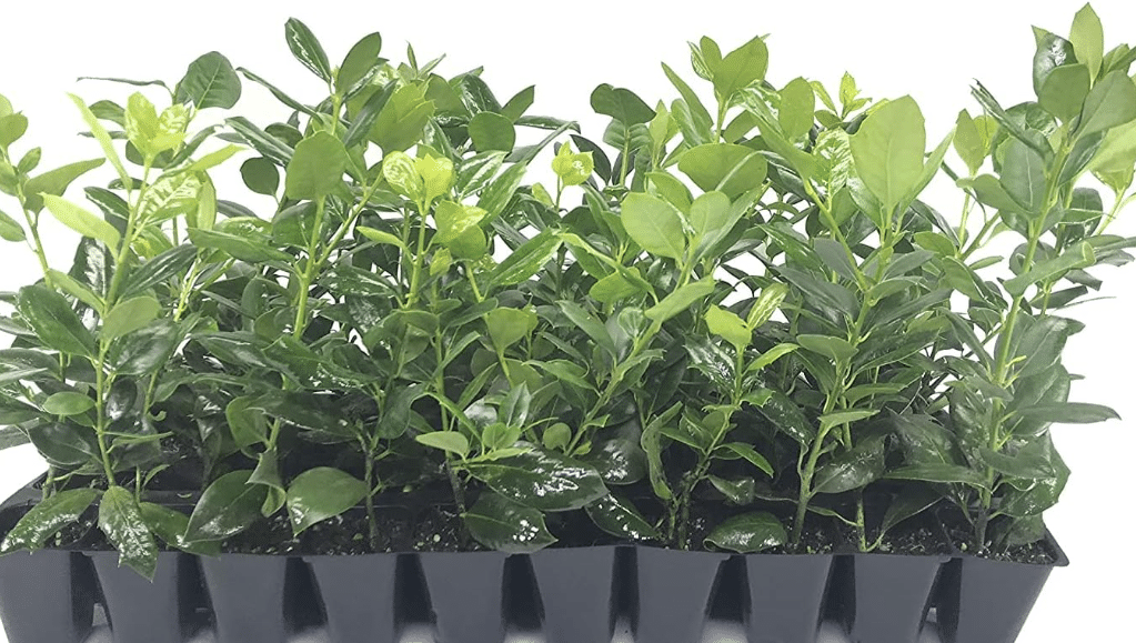 Nellie R. Stevens Holly - 20 Live Plants - Evergreen Privacy Trees