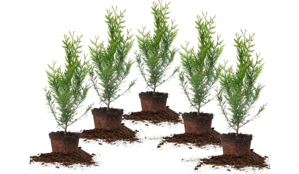 Perfect Plants Thuja Green Giant Arborvitae, 1 Gal (5-Pack), Privacy Trees | Grows 3-5 feet per year, fast growing evergreen screen for hedges and natura