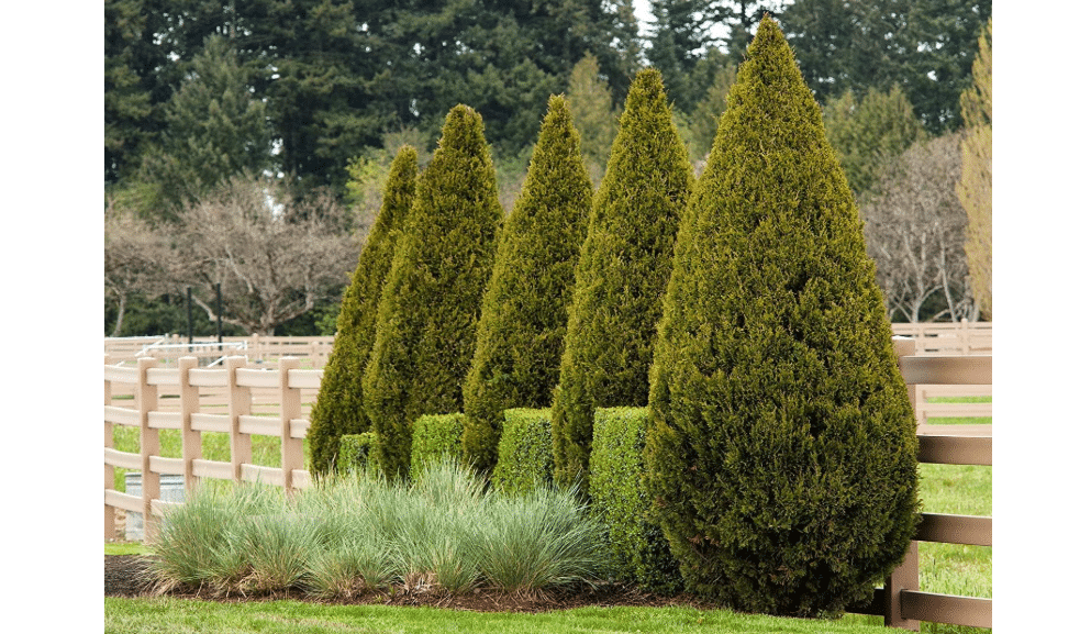 Spartan Juniper | 20 Live Trees | Juniperus Chinensis | Evergreen Privacy Screening Plant
