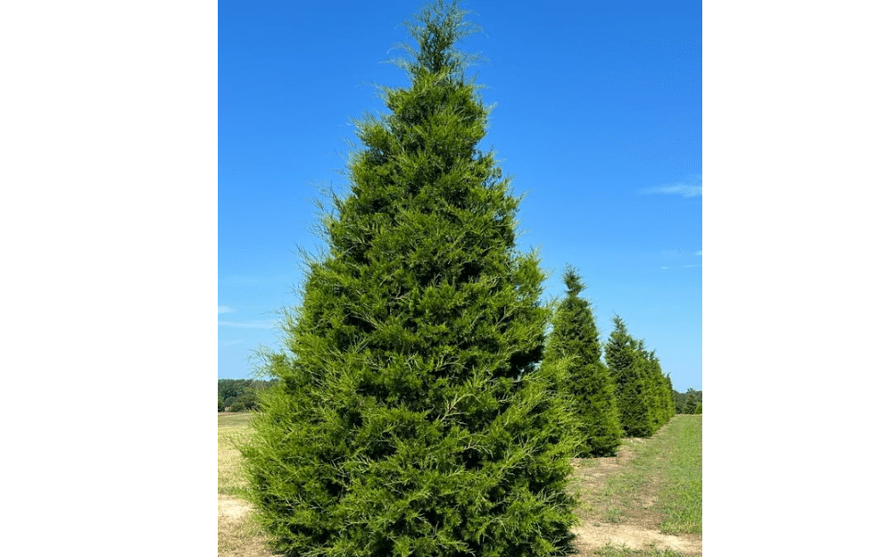 Eastern Red Cedar Tree - 10-16" Tall Live Plant - Quart Pot | Redcedar Juniper Evergreen Tree - Juniperus virginiana