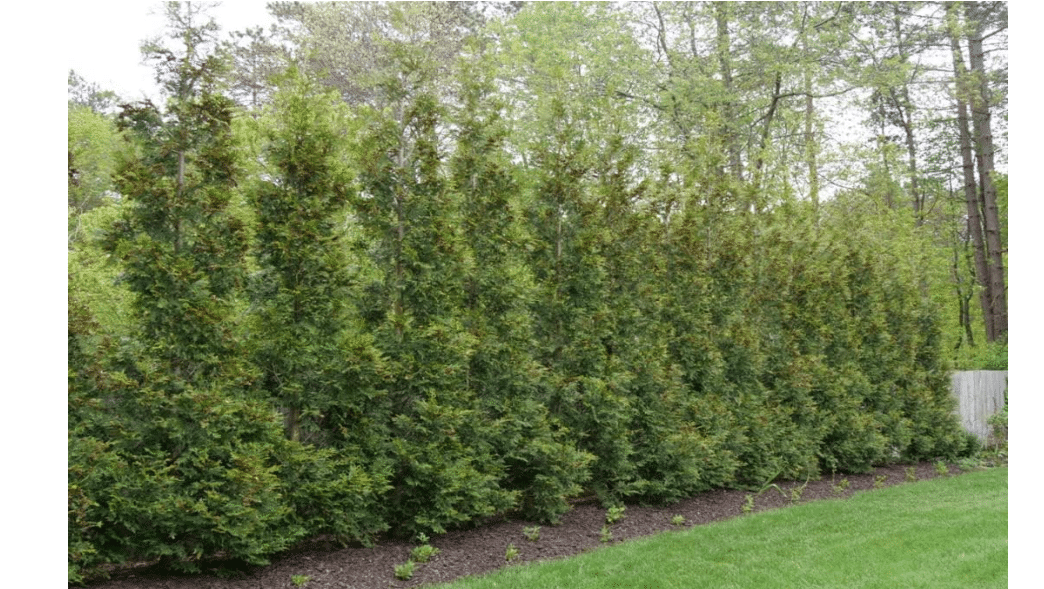 Greenwood Nursery: Live Trees - American Pillar Arborvitae Tree + Thuja Occidentalis - [Qty: 2X Quart Pots] - (Click for Other Available Plants