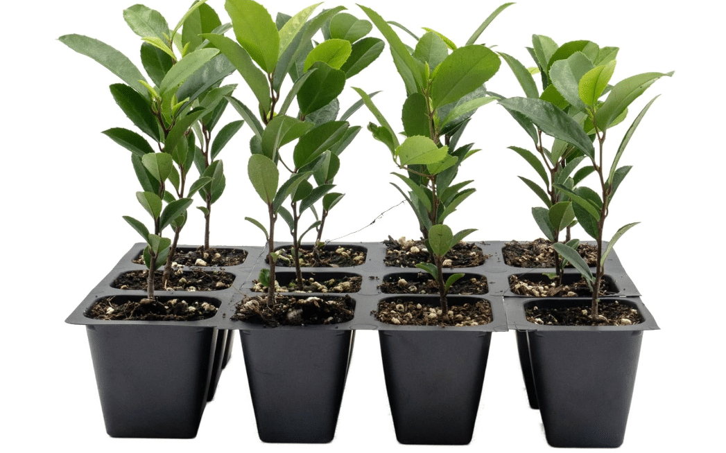 12 Carolina Cherry Laurel in 2.5” Nursery Cubes (Prunus caroliniana) | Evergreen Screening Shrub or Small Tree for Hedges