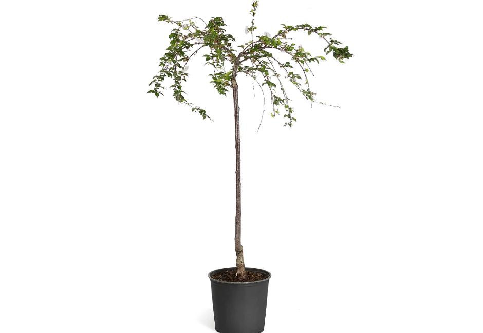 Brighter Blooms Snow Fountains® Weeping Cherry Tree, 3-4 ft. | No Shipping To AK, AZ, CA, CO, HI, ID, OR, WA
