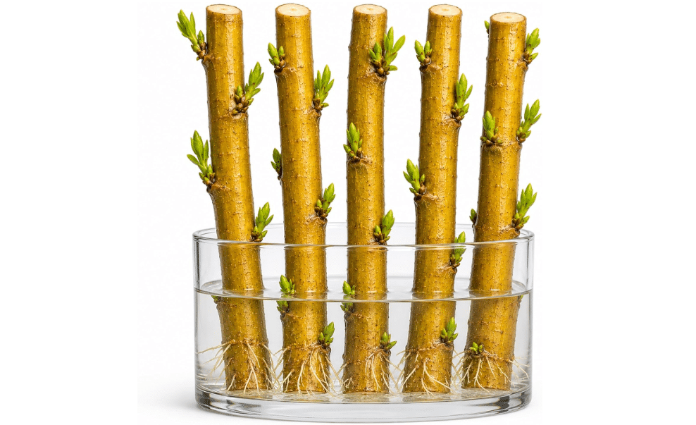 5 Jumbo Gold Weeping Willow Tree Cuttings to Grow | Live Dormant Salix babylonica Cuttings | Fast Growing Shade, Privacy & Landscape Tree