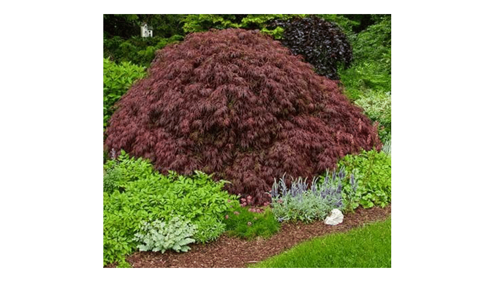 Crimson Queen Weeping LACE Leaf Japanese Maple - Acer palmatum dissectum 'Crimson Queen