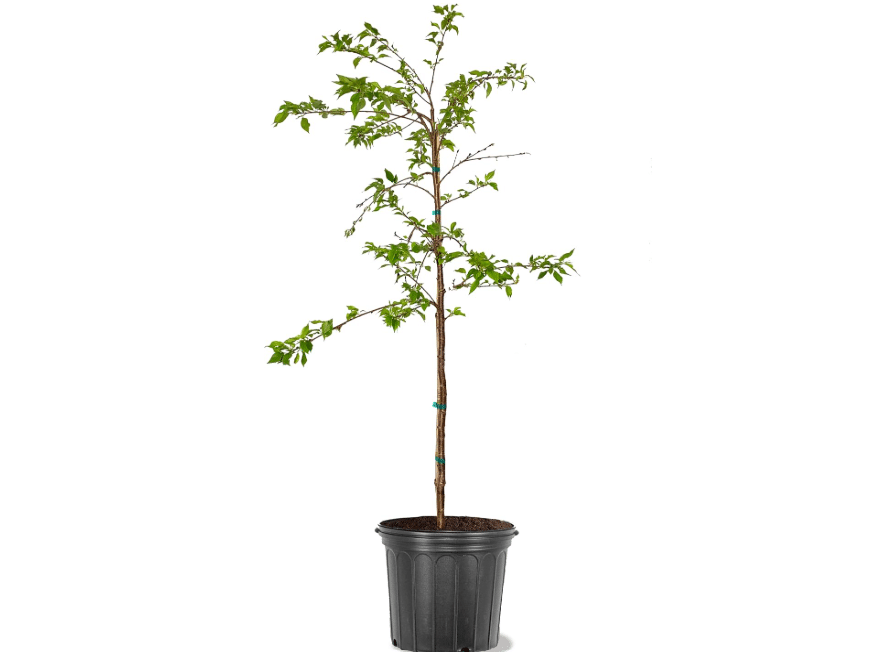 American Plant Exchange Flowering Cherry Tree 'Weeping Yoshino' – Live Ornamental Tree, 5-Gallon Pot, Cold Hardy, Cascading Pink-White Spring