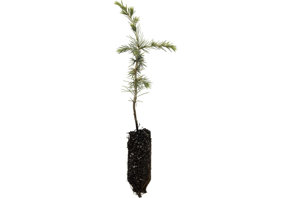 Atlas Cedar | Medium Tree Seedling | The Jonsteen Company