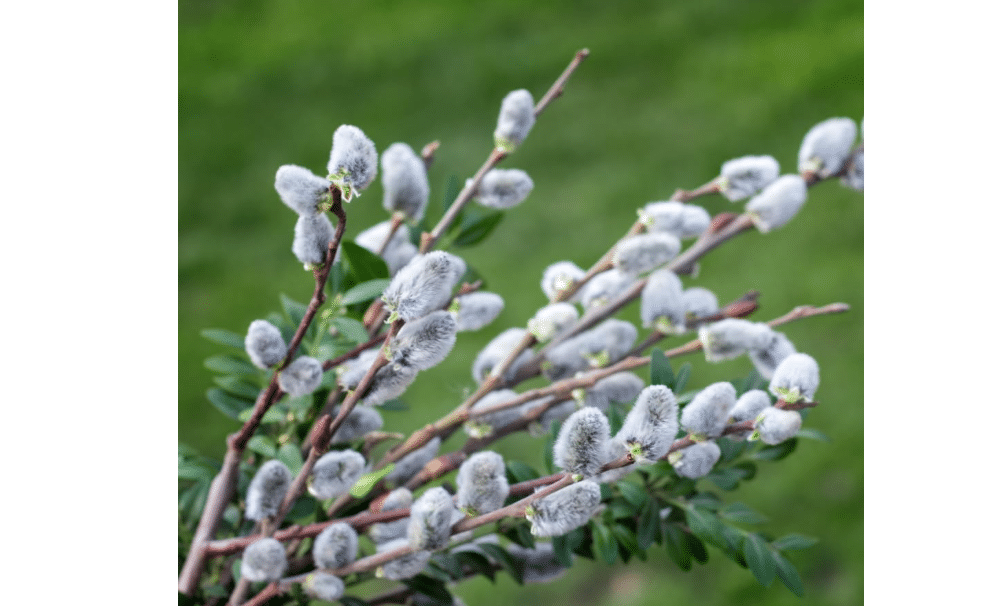 Hardy Pussy Willow Live Plant, Fast Growing Shade Tree, 2.5 Inch Pot | Dormant in Winter, 1 Year Old, USDA Zones 4-9, Fast Growing Tree, Yard Landscape