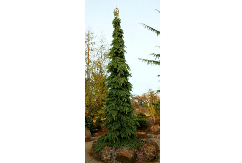 Weeping White Spruce - Picea glauca 'Pendula