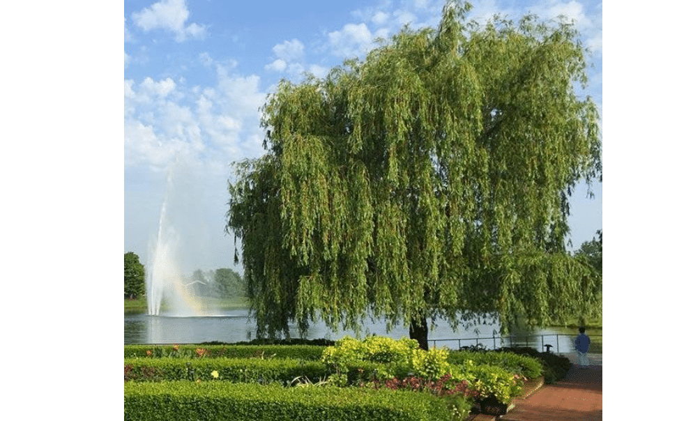 Brighter Blooms Weeping Willow Tree, 6-7 ft. | No Shipping
