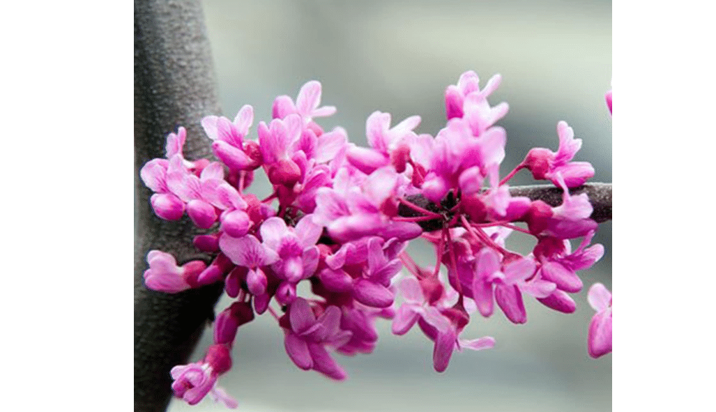 Brighter Blooms Lavender Twist® Weeping Redbud Tree, 5-6 ft