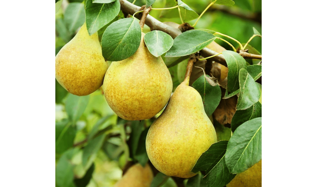Bartlett Pear Tree, Classic, Sweet, Juicy Fruit for Every Garden, 7 gal. Nursery Pot, 4-5 ft Tall (Due to Agricultural Laws