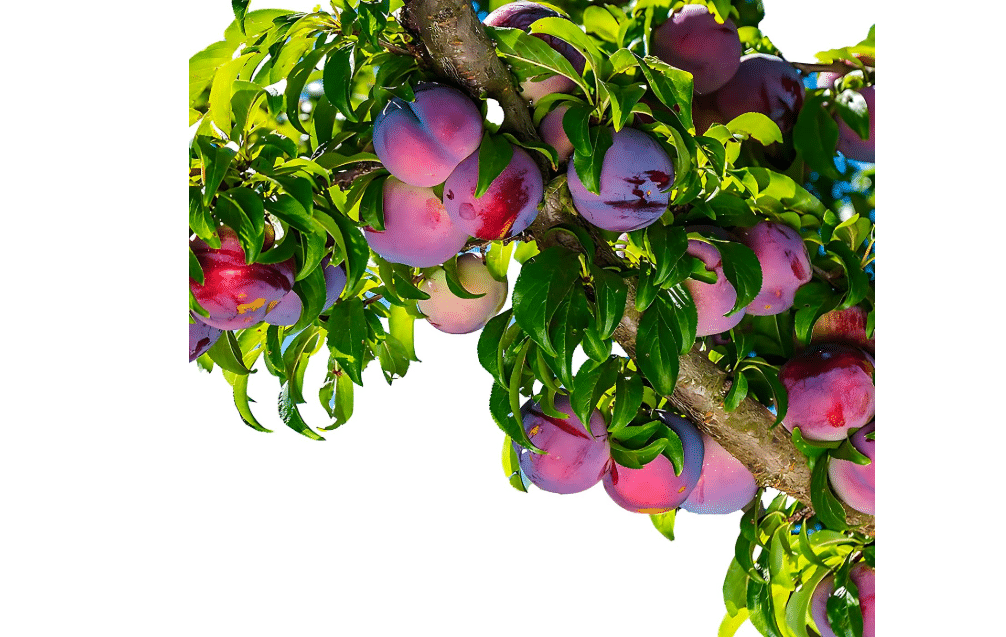 Methley Plum Tree – Self-Fertile, Fast-Growing Fruit Tree with Sweet Juicy Red Plums – Cold Hardy, Heavy Producer for Home Orchards, Backyards