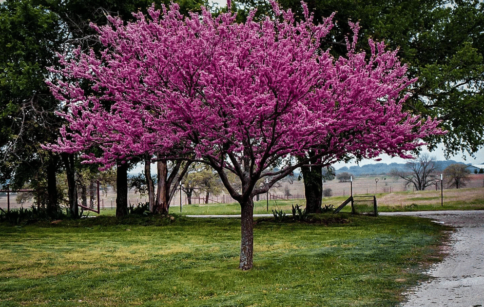 Set of 2 Eastern Redbud 'Cercis Canadensis' Tree 1 - 2 Year