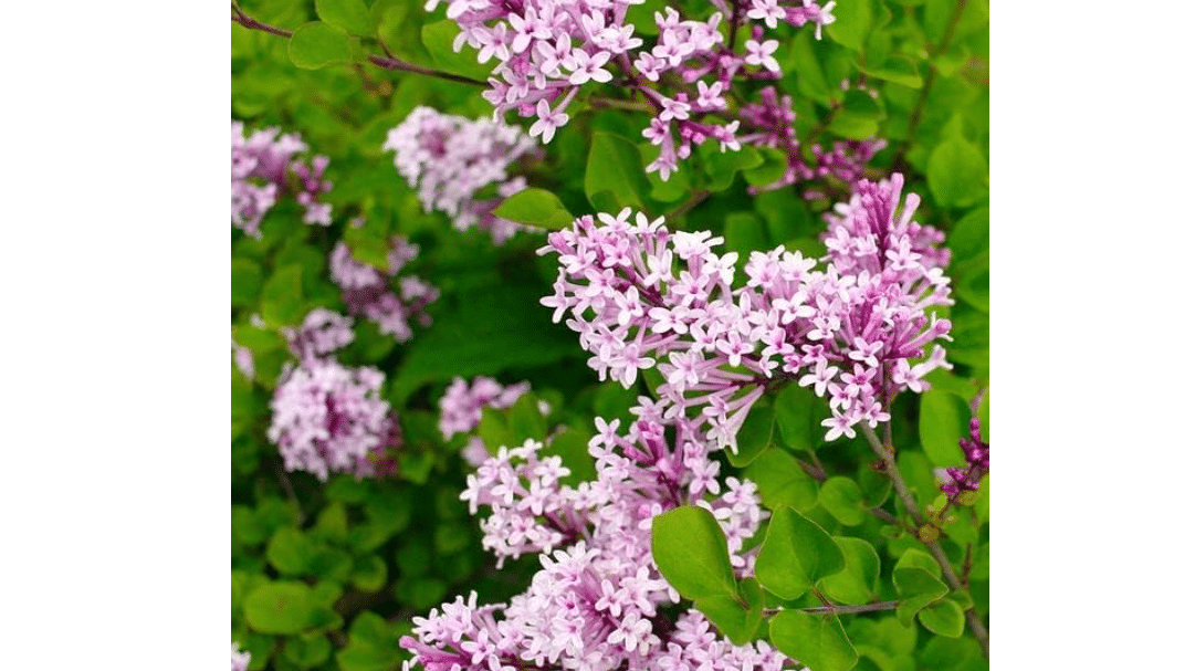 TriStar Plants - Dwarf Korean Lilac, 1 Gallon Trade Pot - Syringa Meyeri Palibin, Compact Shrub, Dwarf Bush, Flowering, Fragrant, Cold Hardy