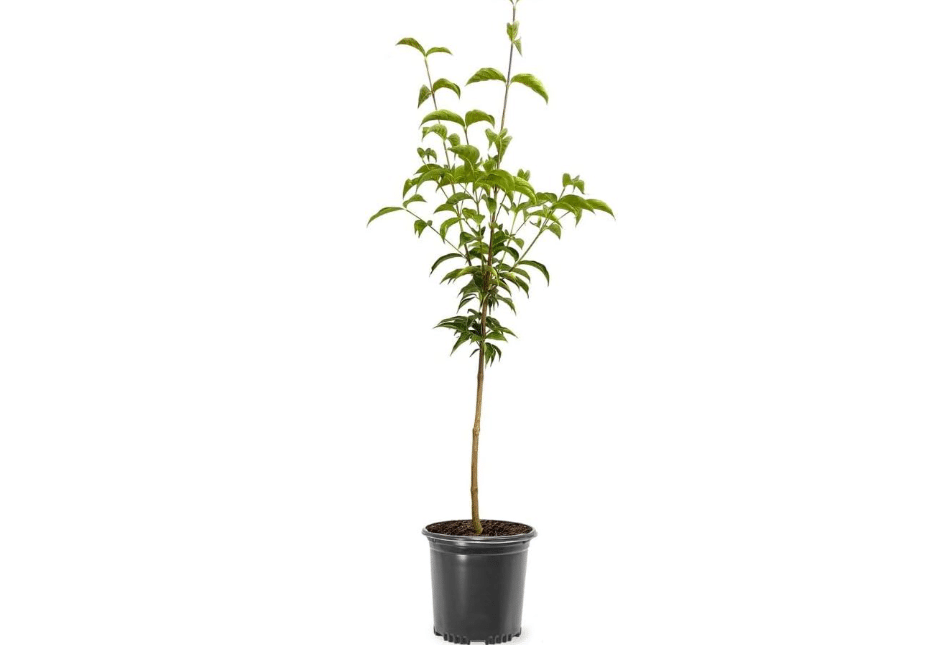 Kousa Pink Dogwood, 1 gal, Nursery Pot | Pink Flowering, Deciduous, Lustrous Green Foliage