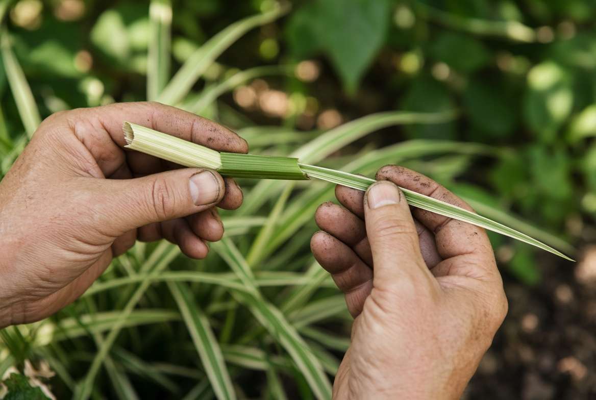 Closeup of a gardener holding and showing the triangular stem of a Carex Ice Dance plant to highlight its unique sedge anatomy compared to true grass.