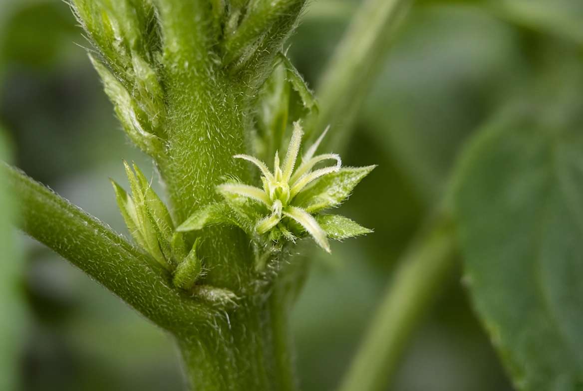Close-up of plant pre-flowers and pistils emerging at the node, signaling it is too late to top