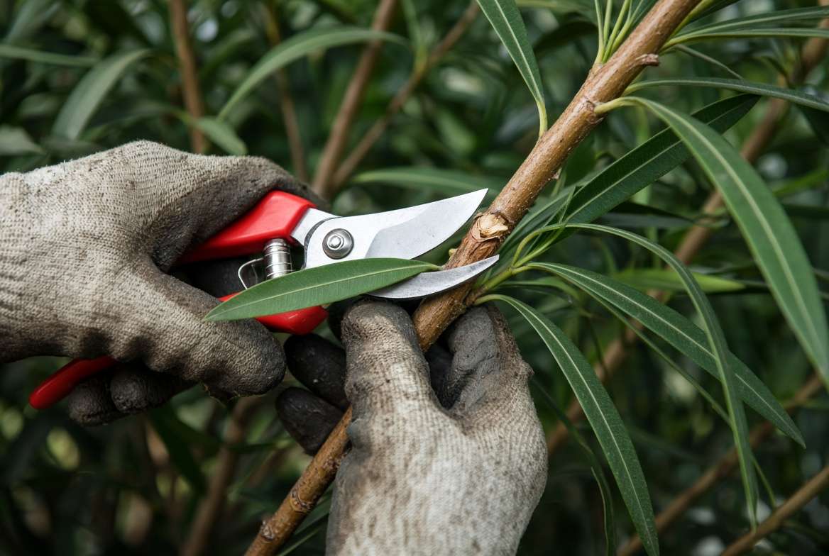 A close-up of gloved hands using pruning shears to trim an oleander branch at a 45-degree angle just above a leaf node.