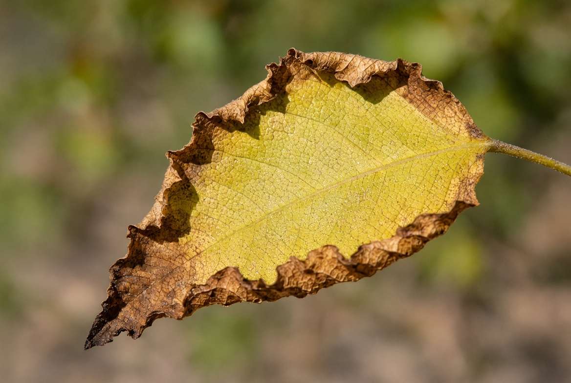 Close-up of brown, crispy, and shriveling tree leaves caused by extreme water stress and poor soil drainage.