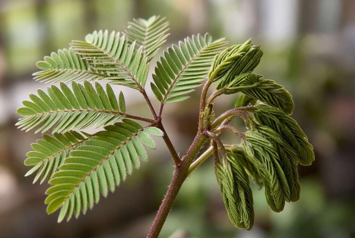 Close-up of a sensitive plant (Mimosa pudica) folding its delicate leaves inward after being touched