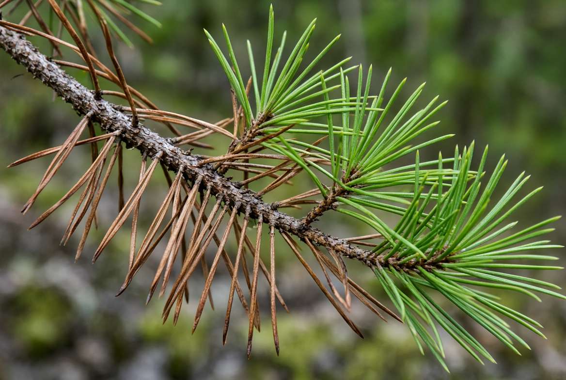 Close-up of dry brown and healthy green needles on a pine tree plant branch.
