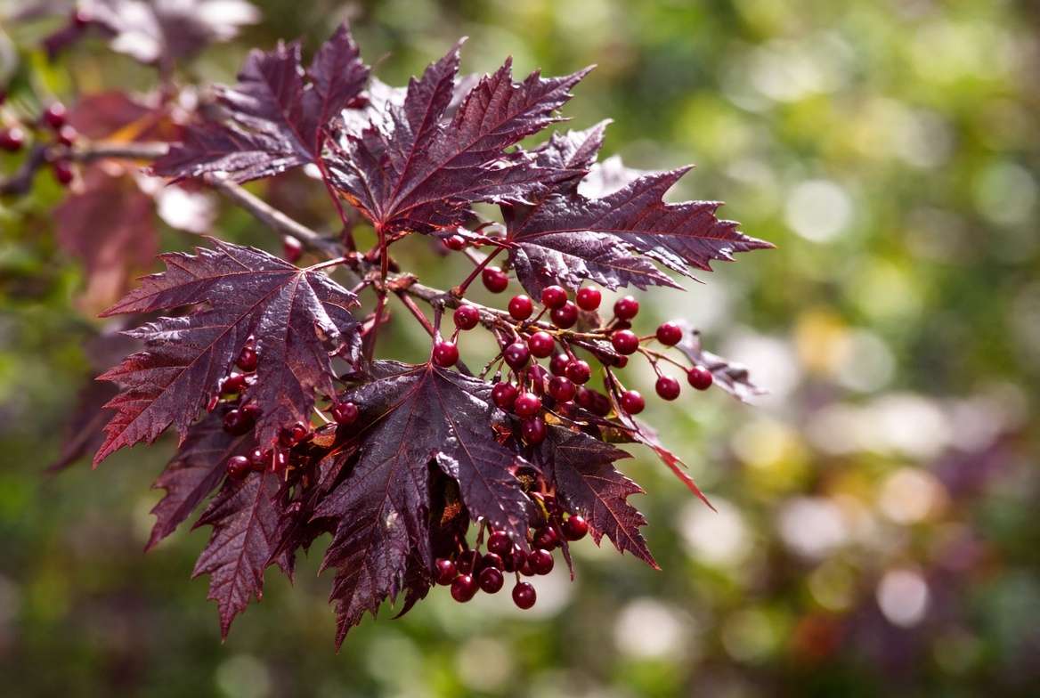 Close-up of Royal Raindrops Crabapple tree showing deep purple lobed leaves and bright red berries