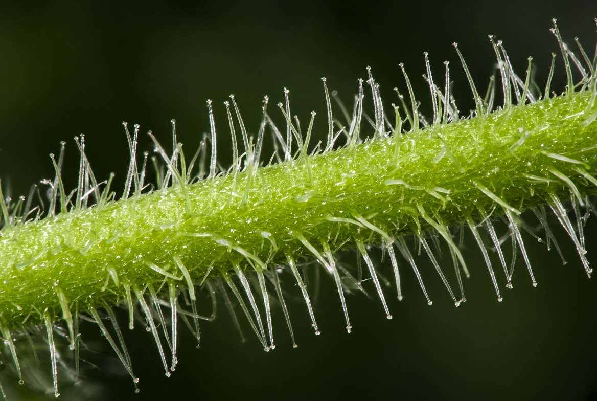 Extreme macro photograph showing the tiny, glass-like silica stinging hairs on the stem of a stinging nettle plant.