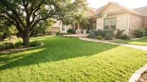 best drought tolerant grass for central texas