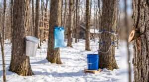 best maple tree tapping kit