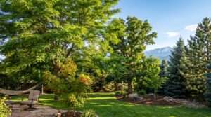 best shade trees for colorado