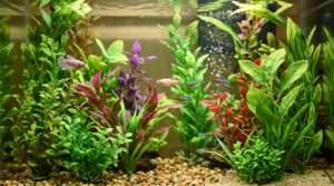 best silk plants for aquarium