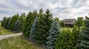 best wind break trees