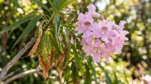 chitalpa tree leaves shriveling