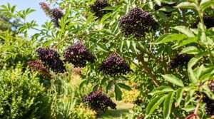 elderberry tree
