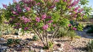 mexican buckeye tree