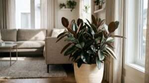 rubber plant