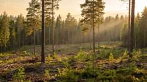 seed tree logging pro and cons