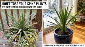 spike plants